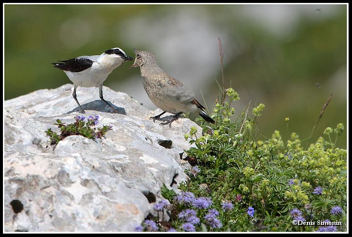 nourrissage de traquets motteux